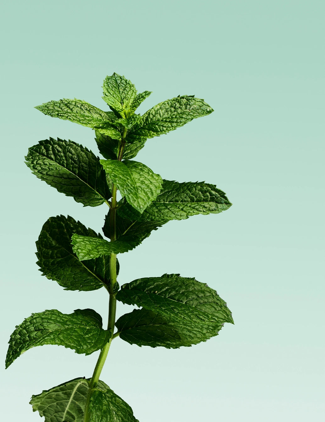 Davids Natural Toothpaste - Mild Mint
